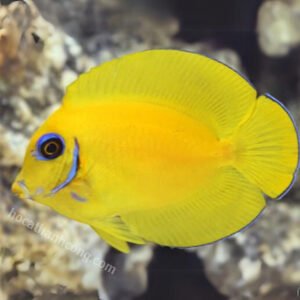 BÊ VÀNG – YELLOW MIMIC TANG