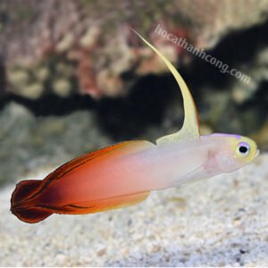 CÁ BỐNG CỜ LỬA – PURPLE FIREFISH