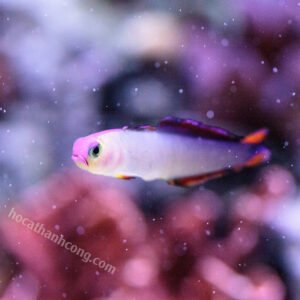 Cá Bống Cờ Tím
