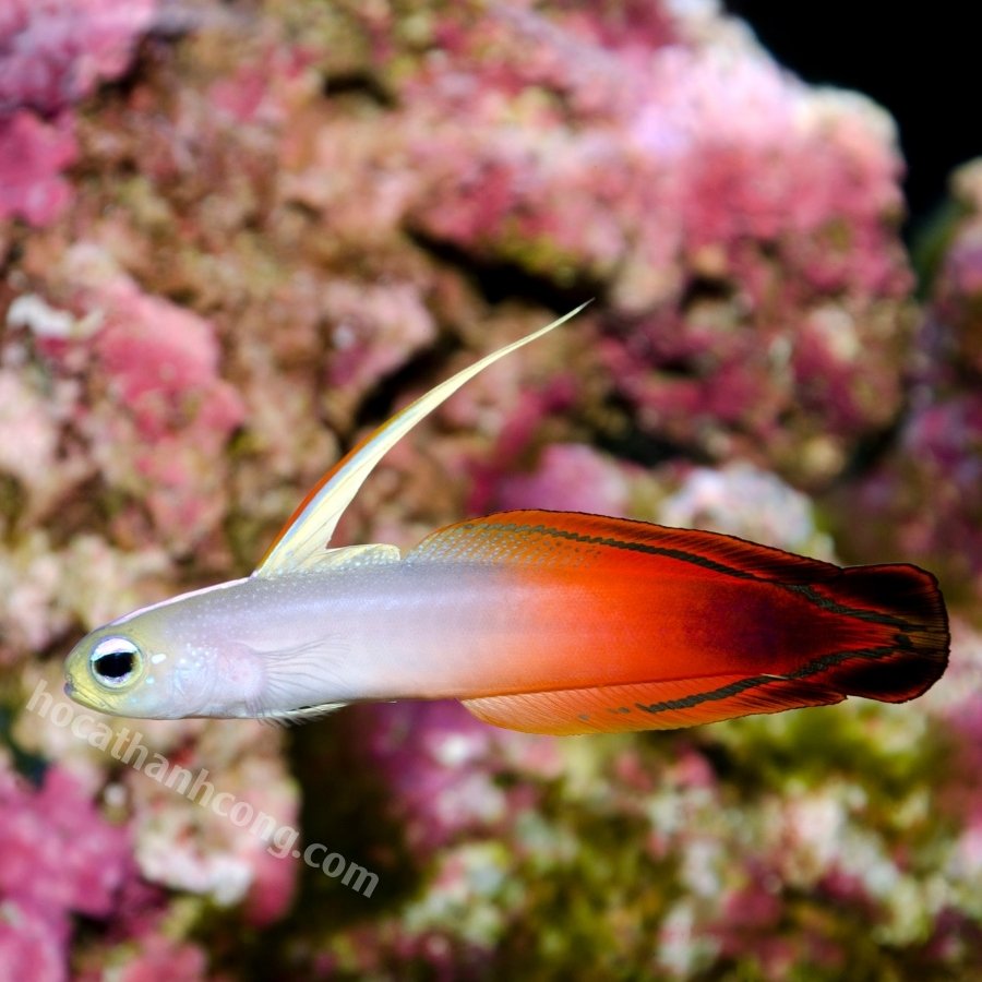 CÁ BỐNG CỜ LỬA – PURPLE FIREFISH CÁ BỐNG CỜ LỬA – PURPLE FIREFISH