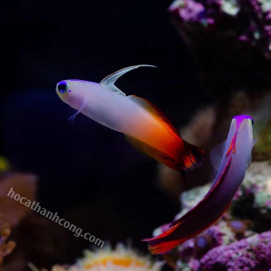 PURPLE FIREFISH PURPLE FIREFISH