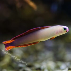 Cá bóng lửa tím