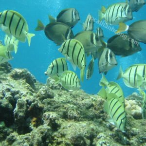 CÁ NẺ SỌC BIỂN