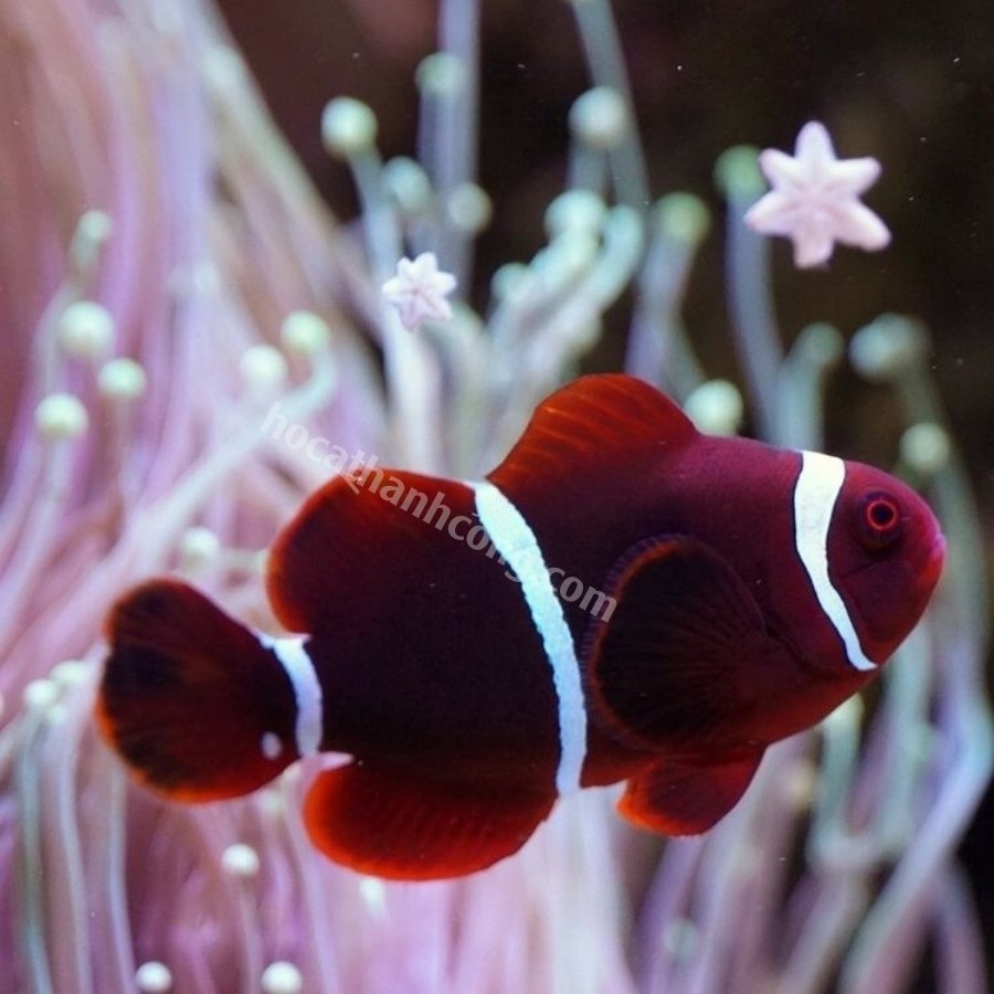 Cá Nemo đột biến Maroon Cá Nemo đột biến Maroon