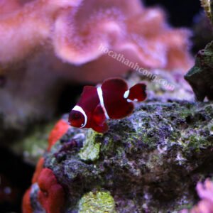 Cá Nemo Maroon