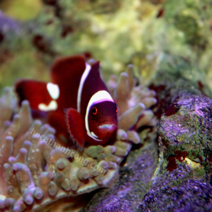 Cá Nemo biến đổi gen Maroon Cá Nemo biến đổi gen Maroon