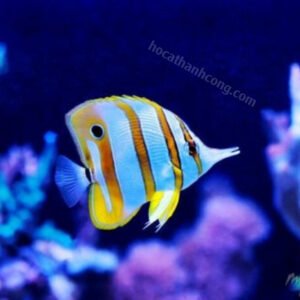 Cá bướm mũi dài (Butterflyfish)