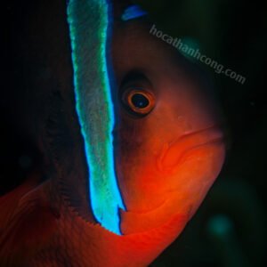 HỀ CÀ CHUA – TOMATO CLOWNFISH