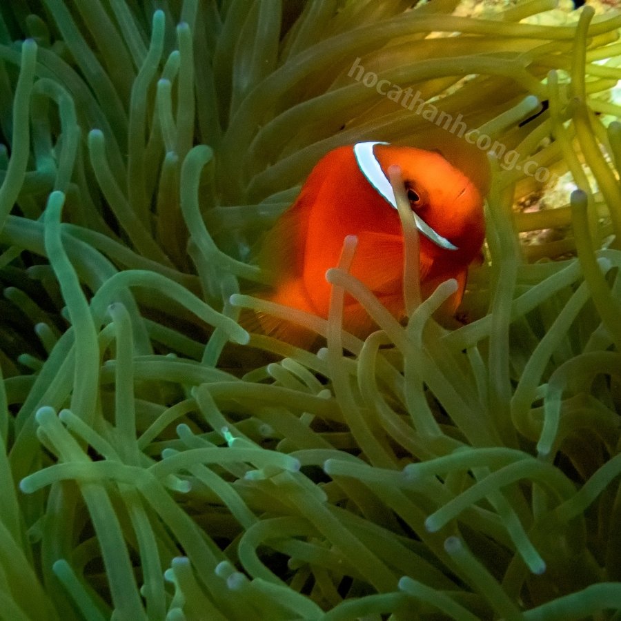 CÁ TOMATO CLOWNFISH CÁ TOMATO CLOWNFISH
