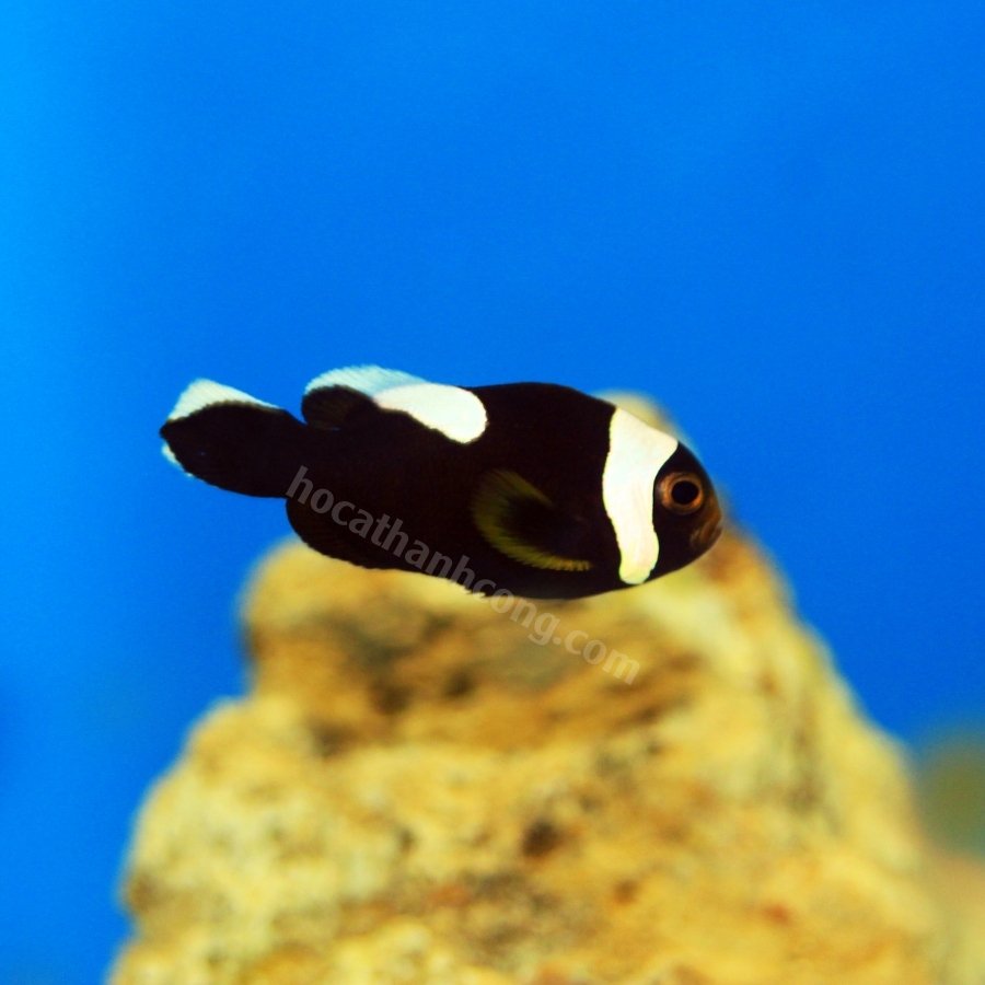 HỀ ÔNG TÁO – SADDLE BACK CLOWNFISH HỀ ÔNG TÁO – SADDLE BACK CLOWNFISH
