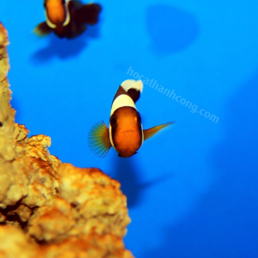 CÁ SADDLE BACK CLOWNFISH CÁ SADDLE BACK CLOWNFISH