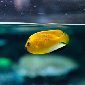 Chăm sóc cá cảnh biển