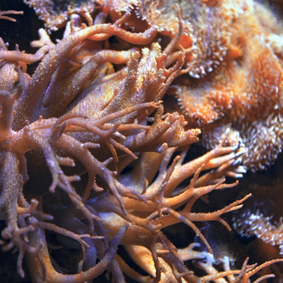 Xenia Xenia