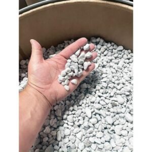 San hô lọc nước