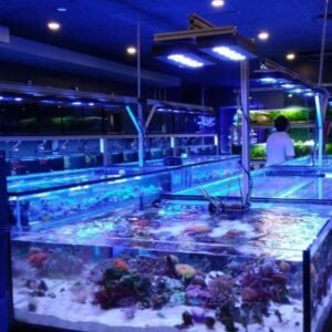 Hồ cá cảnh biển