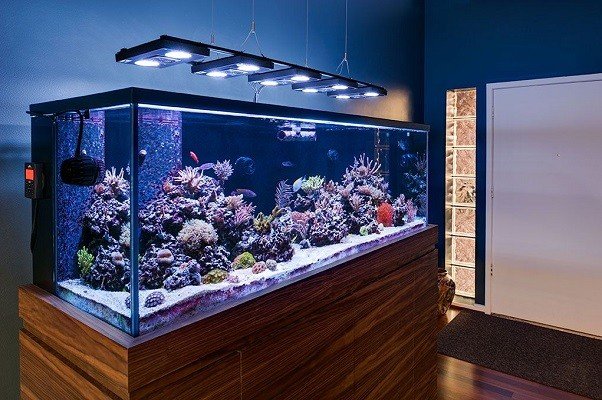 Chăm Sóc & Bảo Trì Hồ Cá – Hồ Cá Thành Công