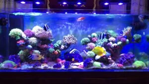 san hô cho hồ cá nước mặn