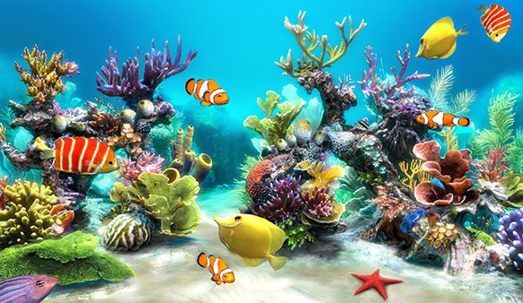 Top 10 các loại cá cảnh nước mặn dễ nuôi cho người mới chơi